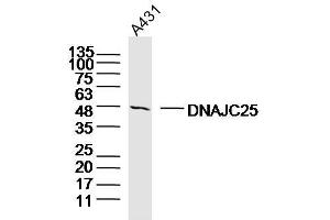 A431 lysates probed with DNAJC25 Polyclonal Antibody, Unconjugated  at 1:300 dilution and 4˚C overnight incubation. (DNAJC25 anticorps  (AA 281-360))