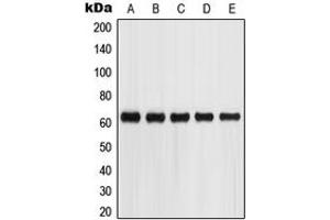 Western blot analysis of Glypican 5 expression in SKNSH (A), HepG2 (B), A549 (C), Jurkat (D), HEK293T (E) whole cell lysates. (GPC5 anticorps  (Center))