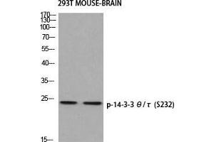 Western Blot (WB) analysis of 293T Mouse Brain using p-14-3-3 theta/tau (S232) antibody. (14-3-3 theta anticorps  (pSer232))