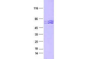 Validation with Western Blot