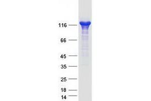 Validation with Western Blot