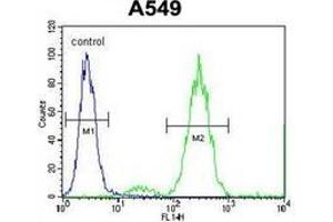 Flow cytometric analysis of A549 cells  using  Endothelin-1  Antibody  (right histogram) compared to a negative control cell (left histogram).