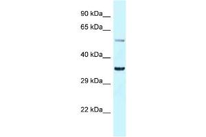 WB Suggested Anti-Bhlhe41 Antibody Titration: 1.