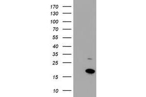 HEK293T cells were transfected with the pCMV6-ENTRY control (Left lane) or pCMV6-ENTRY CHCHD5 (Right lane) cDNA for 48 hrs and lysed. (CHCHD5 anticorps  (AA 1-110))