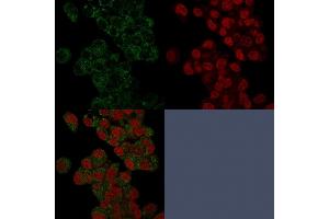 Confocal Immunofluorescence of HepG2 cells stained with Prohibitin Mouse Monoclonal Antibody (PHB/3225) labeled with CF488 (Green); Reddot is used to label the nuclei. (Prohibitin anticorps  (AA 167-261))
