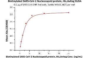 SARS-CoV-2 Nucleocapsid (SARS-CoV-2 N) protein (His tag,AVI tag,Biotin)