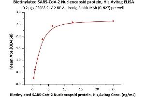 Immobilized SARS-CoV-2 NP Antibody, Rabbit MAb (CLN27) at 2 μg/mL (100 μL/well) can bind Biotinylated SARS-CoV-2 Nucleocapsid protein, His,Avitag (ABIN6952635) with a linear range of 0. (SARS-CoV-2 Nucleocapsid Protein (SARS-CoV-2 N) (His tag,AVI tag,Biotin))
