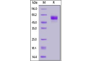 Biotinylated Human SIRP alphaV8, His,Avitag™ on  under reducing (R) condition.