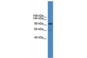 XYLT1 antibody  (AA 551-600)
