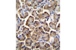 BTC Antibody (N-term) (ABIN655615 and ABIN2845096) immunohistochemistry analysis in formalin fixed and paraffin embedded human pancreas tissue followed by peroxidase conjugation of the secondary antibody and DAB staining. (Betacellulin anticorps  (N-Term))