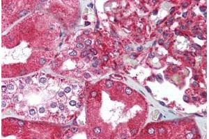 Human Kidney (formalin-fixed, paraffin-embedded) stained with XBP1 antibody ABIN214020 at 5 ug/ml followed by biotinylated goat anti-rabbit IgG secondary antibody ABIN481713, alkaline phosphatase-streptavidin and chromogen. (XBP1 anticorps  (C-Term))
