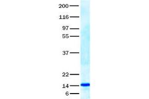 Validation with Western Blot