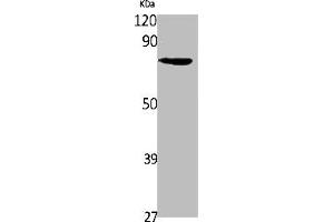 Western Blot analysis of 293 cells using SLC6A14 Polyclonal Antibody (Slc6a14 anticorps  (C-Term))