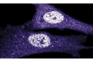 Immunoflourescence staining of human fibroblasts. (CDK1 anticorps  (AA 283-297))