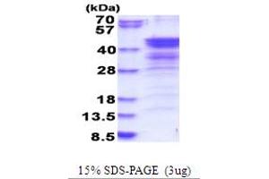SDS-PAGE (SDS) image for NudE Nuclear Distribution E Homolog (A. Nidulans)-Like 1 (NDEL1) (AA 1-328) protein (His tag) (ABIN5853848) (NDEL1 Protein (AA 1-328) (His tag))