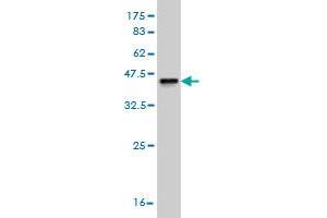 Western Blot detection against Immunogen (36.