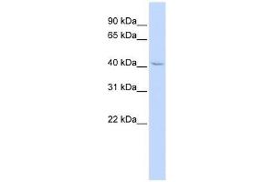 ZNF174 antibody used at 0. (ZNF174 anticorps  (Middle Region))
