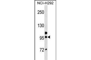 GOLGA6B Antibody (Center) (ABIN1538382 and ABIN2850404) western blot analysis in NCI- cell line lysates (35 μg/lane). (GOLGA6B anticorps  (AA 386-413))