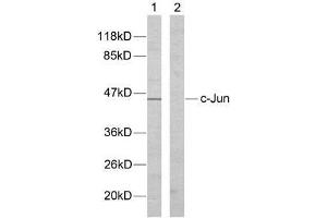Western blot analysis of extracts from HeLa cells using c-Jun (Ab-170) antibody (E021023). (C-JUN anticorps)
