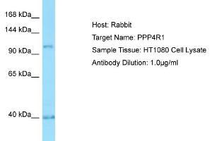 Host: RabbitTarget Name: PPP4R1Antibody Dilution: 1. (PPP4R1 anticorps  (Middle Region))