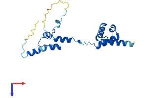 Nucleolar Protein 16 (NOP16) (AA 1-178) protein (His tag)