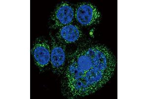 Confocal immunofluorescent analysis of HtrA1 Antibody with Hela cell followed by Alexa Fluor 488-conjugated goat anti-rabbit lgG (green). (HTRA1 anticorps  (N-Term))