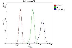anti-Midline 1 (MID1) (AA 226-278) antibody