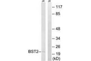 Western blot analysis of extracts from Jurkat cells, using BST2 Antibody. (BST2 anticorps  (AA 81-130))