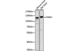 Western blot analysis of extracts of various cell lines using DNM3 Polyclonal Antibody at dilution of 1:1000.