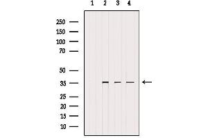 Western blot analysis of extracts from various samples, using UFD1L Antibody. (UFD1L anticorps  (Internal Region))