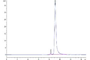 The purity of Human IgE is greater than 95 % as determined by SEC-HPLC.