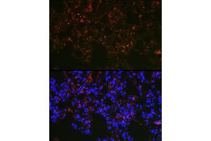 Immunofluorescence analysis of rat lung cells using NAPSA Rabbit pAb (ABIN6128367, ABIN6144368, ABIN6144369 and ABIN6221232) at dilution of 1:100 (40x lens). (NAPSA anticorps  (AA 25-250))