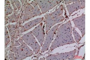Immunohistochemistry (IHC) analysis of paraffin-embedded Rat Muscle, antibody was diluted at 1:100.
