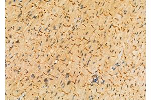 ABIN6262848 and ABIN6276891 at 1/100 staining Mouse heart tissue by IHC-P. (Kallikrein 1 anticorps  (Internal Region))