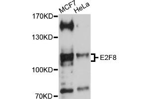 Western blot analysis of extracts of various cell lines, using E2F8 antibody (ABIN5970483) at 1/1000 dilution. (E2F8 anticorps)