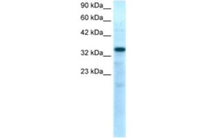Western Blotting (WB) image for anti-T-Box 10 (TBX10) antibody (ABIN2460343)