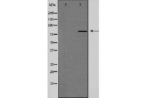 Western blot analysis of extracts from HeLa cells, using PMS2 antibody. (PMS2 anticorps  (C-Term))