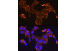 Immunofluorescence analysis of HeLa cells using GOT1 Rabbit mAb (ABIN7267426) at dilution of 1:100 (40x lens).