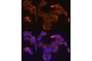 Immunofluorescence analysis of HeLa cells using GOT1 Rabbit mAb (ABIN7267426) at dilution of 1:100 (40x lens). (GOT1 anticorps)