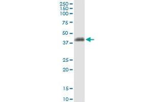 Immunoprecipitation of EPCAM transfected lysate using anti-EPCAM MaxPab rabbit polyclonal antibody and Protein A Magnetic Bead , and immunoblotted with EPCAM purified MaxPab mouse polyclonal antibody (B02P) .