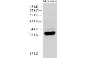 Western Blot analysis of Mouse pancreas using K1KB3 Ployclonal Antibody at dilution of 1:2500. (KLK1B3 anticorps)