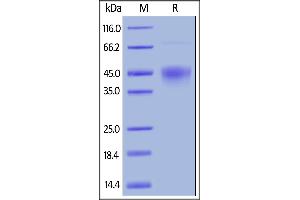 Biotinylated Human TIM-3, Avitag,His Tag on  under reducing (R) condition. (TIM3 Protein (AA 22-200) (His tag,AVI tag,Biotin))