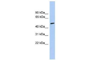 CHRNA5 antibody used at 0. (CHRNA5 anticorps  (Middle Region))