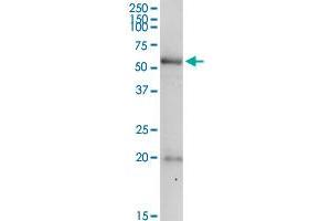 PDE9A MaxPab rabbit polyclonal antibody. (PDE9A anticorps  (AA 1-533))