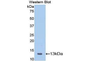 Western Blotting (WB) image for anti-Serum Amyloid A (SAA) (AA 20-122) antibody (ABIN1078526) (SAA anticorps  (AA 20-122))