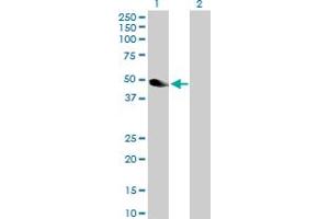 Western Blot analysis of NEK2 expression in transfected 293T cell line by NEK2 MaxPab polyclonal antibody.