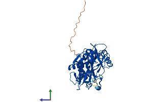 AlphaFold protein structure predicition of Mouse Recombinant Bcat1 Protein, UniprotID P24288