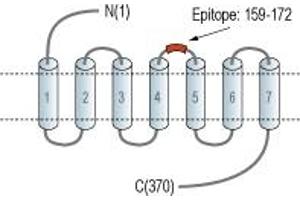 Galanin Receptor 3 (GALR3) peptide