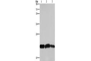 Western Blotting (WB) image for anti-Chromobox Homolog 3 (CBX3) antibody (ABIN2426077) (CBX3 anticorps)