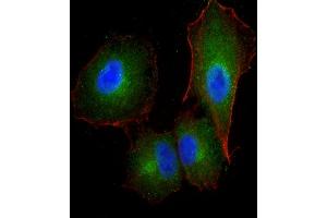 Immunofluorescent analysis of 4 % paraformaldehyde-fixed, 0.